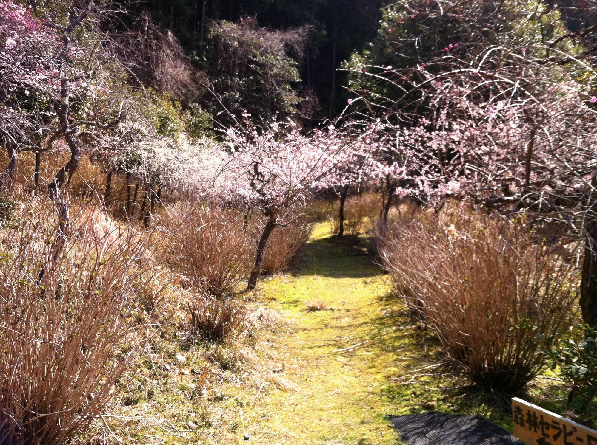Hinotani Onsen Misugi Resort Цу Экстерьер фото