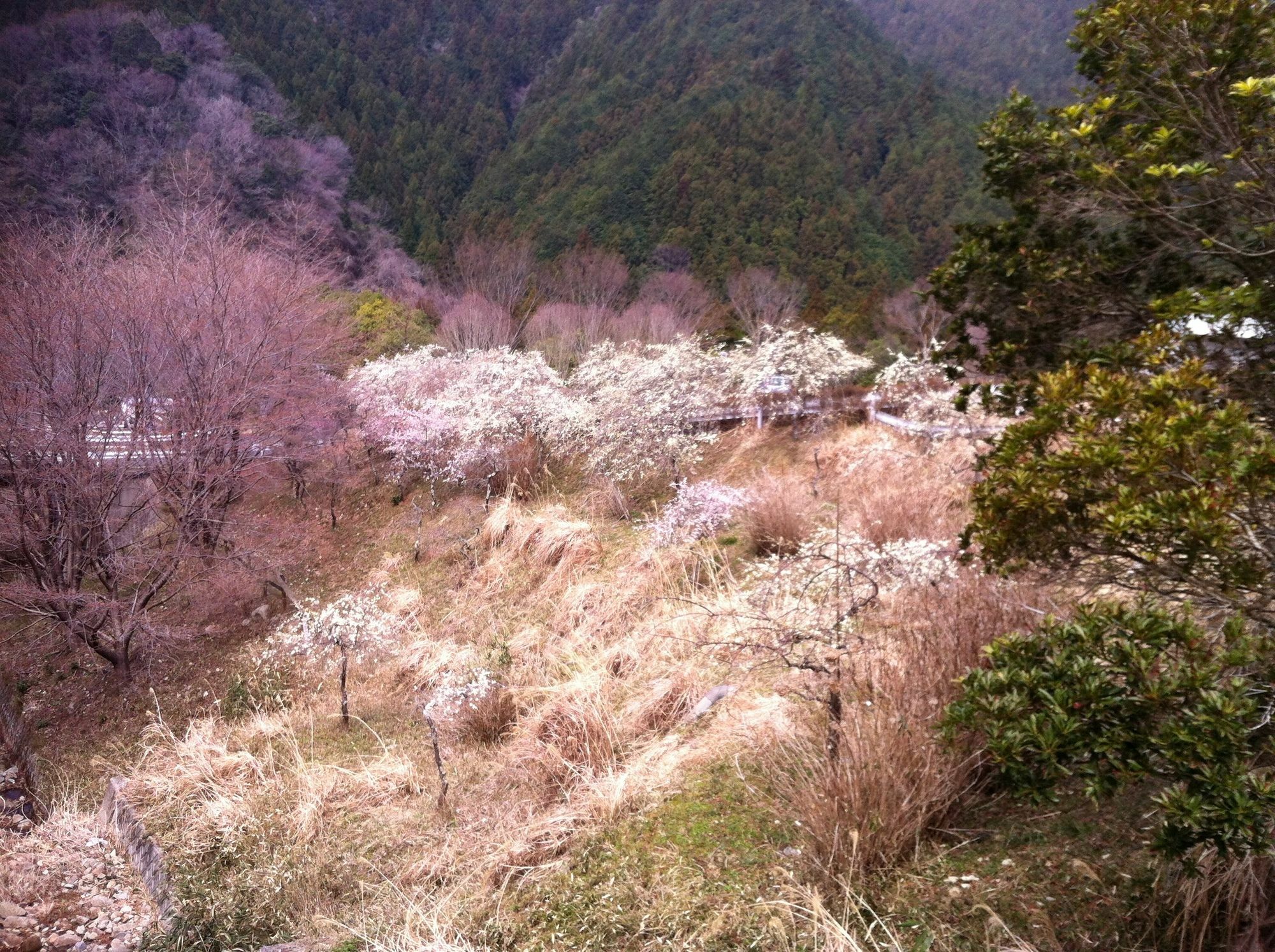 Hinotani Onsen Misugi Resort Цу Экстерьер фото